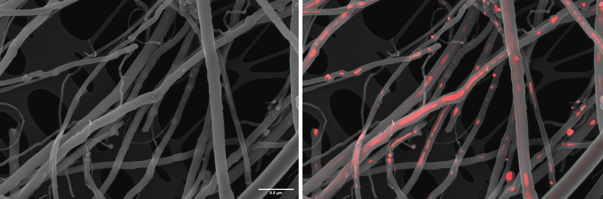 Carbon nanotubes imaged in SE-mode (left) showing their smooth surface topography. The image on the right is an overlay of this SE-image with the BSc image (red) revealing areas of high Z inside the CNTs. EDX showed this to be the iron catalyst used durin