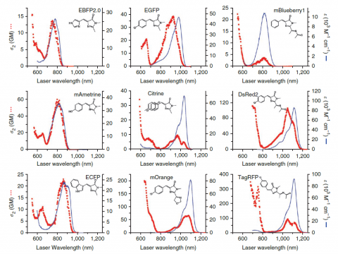 The differences between 2 x single photon excitation and actual 2-photon excitation