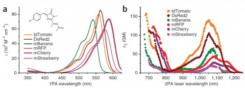 Two-photon Imaging | Cambridge Advanced Imaging Centre