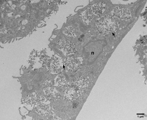 Low magnification overview of macrophage taking up vast amounts of HA nanoparticles. The particles are sequestered in large, interconnected vacuoles (arrows) that form a surface-connected compartment; n = nucleus.