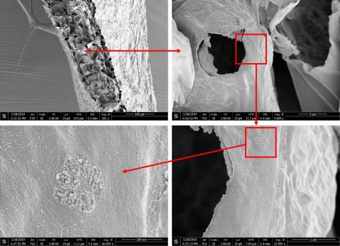 Scanning electron micrographs of a critically point dried (CPD) leaf from an Arabidopsis thaliana plant after dry fracturing. Tissue level organisation can be observed (top left panel), as well as submicron detail, such as the plasmodesmata pitfields in t