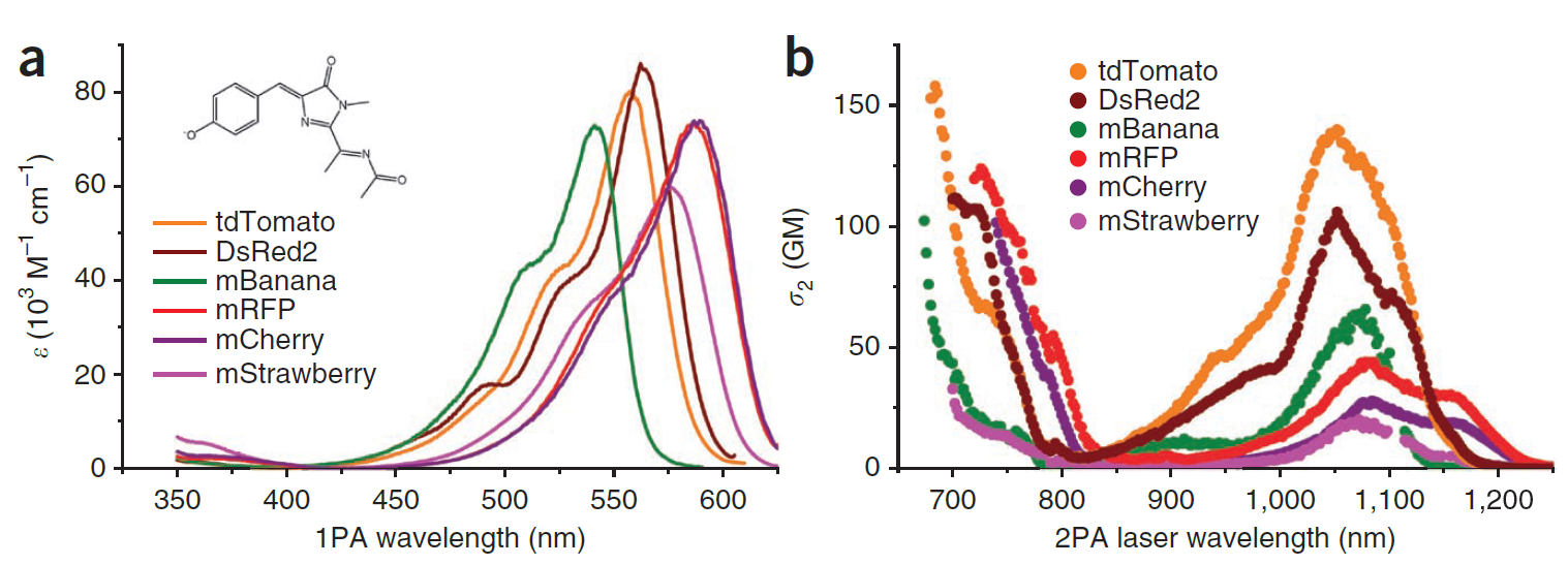 a) single photon excitation spectra for various red fluorescent protiens b) 2-photon cross-section for same red fluorescent proteins as shown in (a)