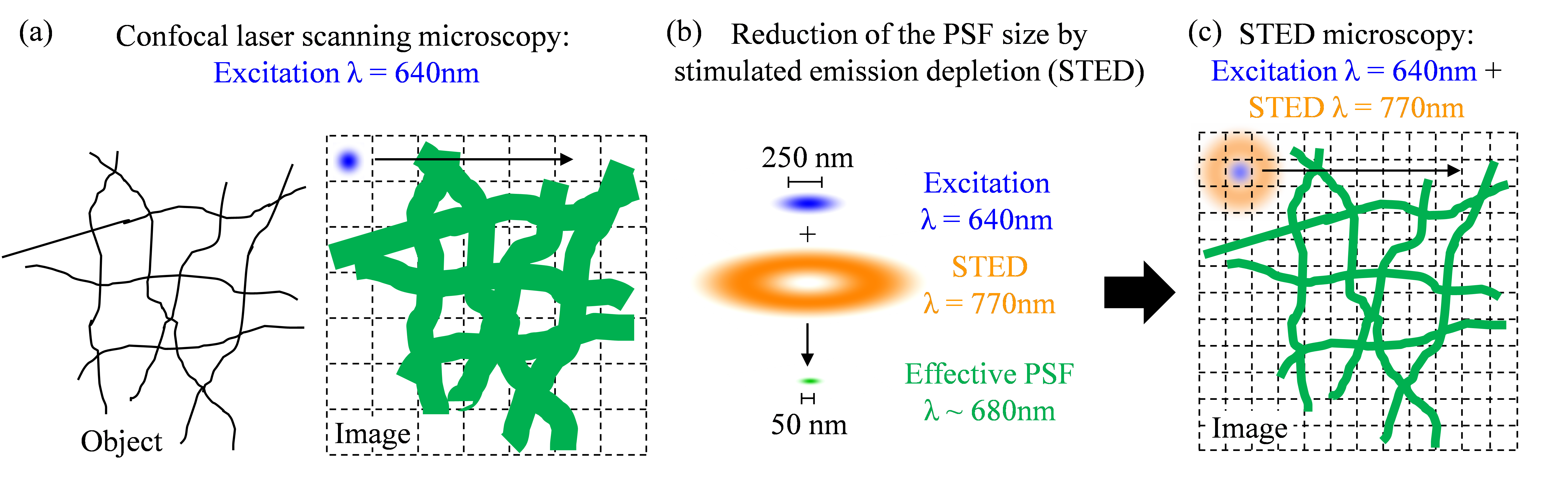 Figure 1. Principle of Stimulated Emission Depletion microscopy (STED).