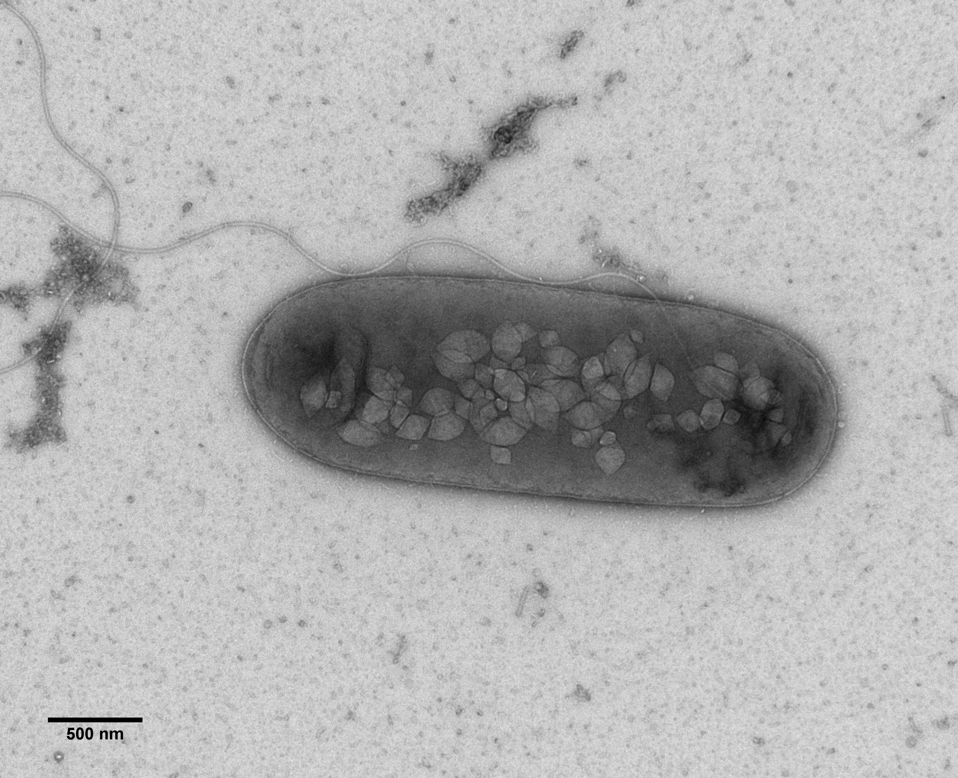 Bacterium with flagellum and gas vesicles (Rita Monson, Prof. George PC Salmond group, Biochemistry, Cambridge)