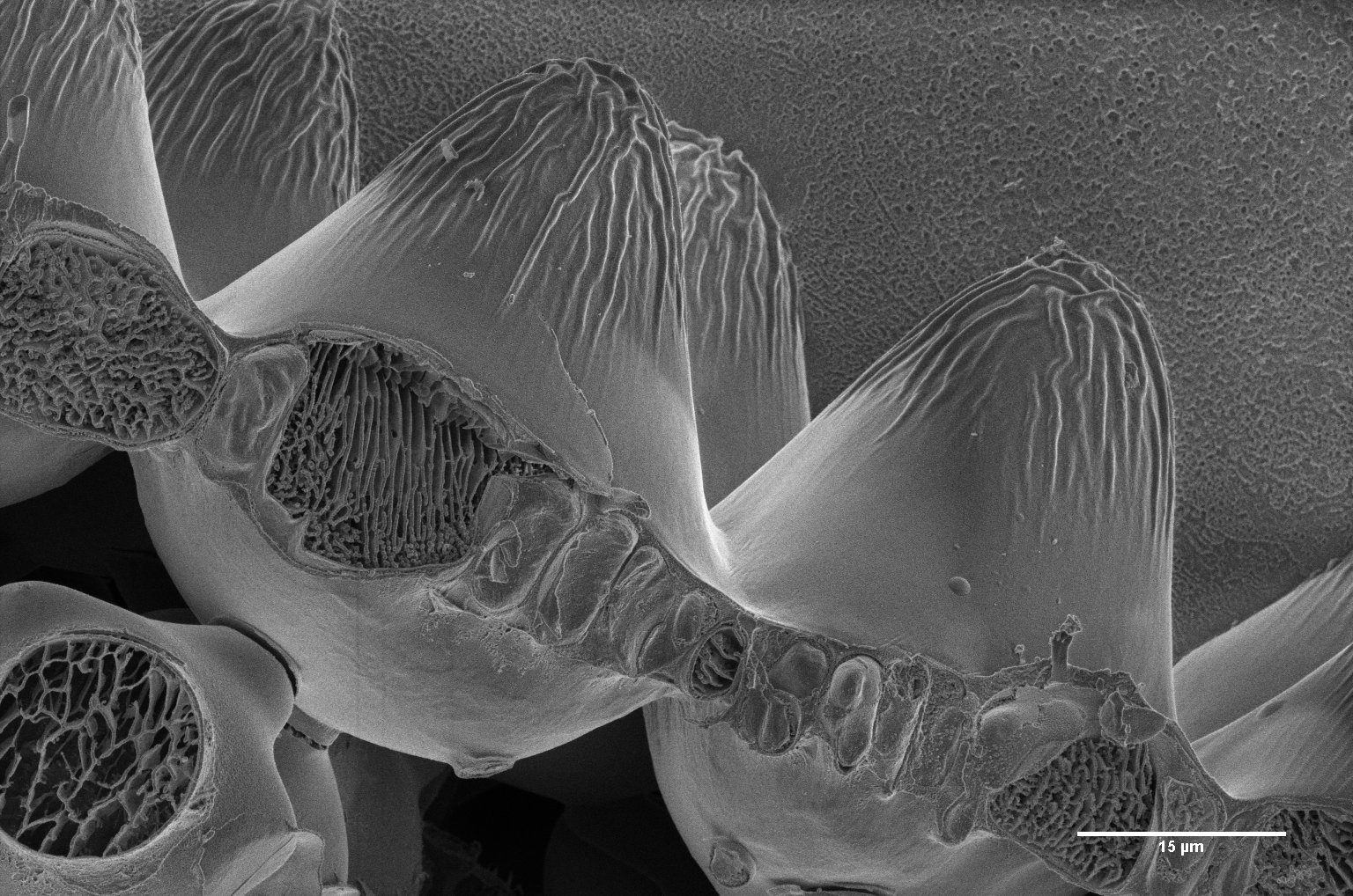 Geranium petal, surface plus fracture at the petal base (Karin Müller, CAIC, Cambridge)