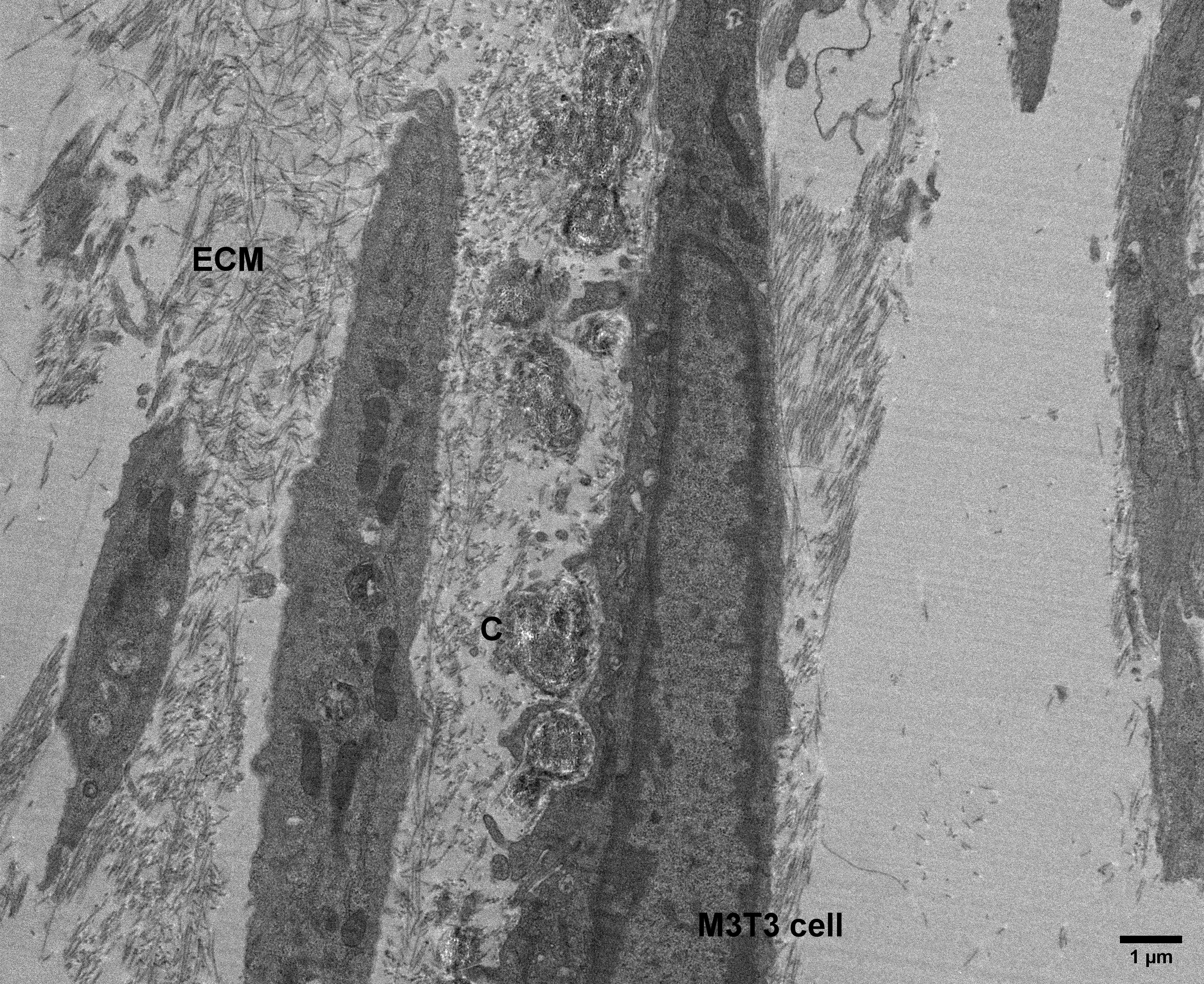 Culture of M3T3 cells induced in-vitro to produce extracellular matrix (ECM) and matrix calcifications (C). Low-magnification overview image; the knife mark striations are caused by the inherent calcium phosphate crystals (doi.org/10.1016/j.celrep.2019.05