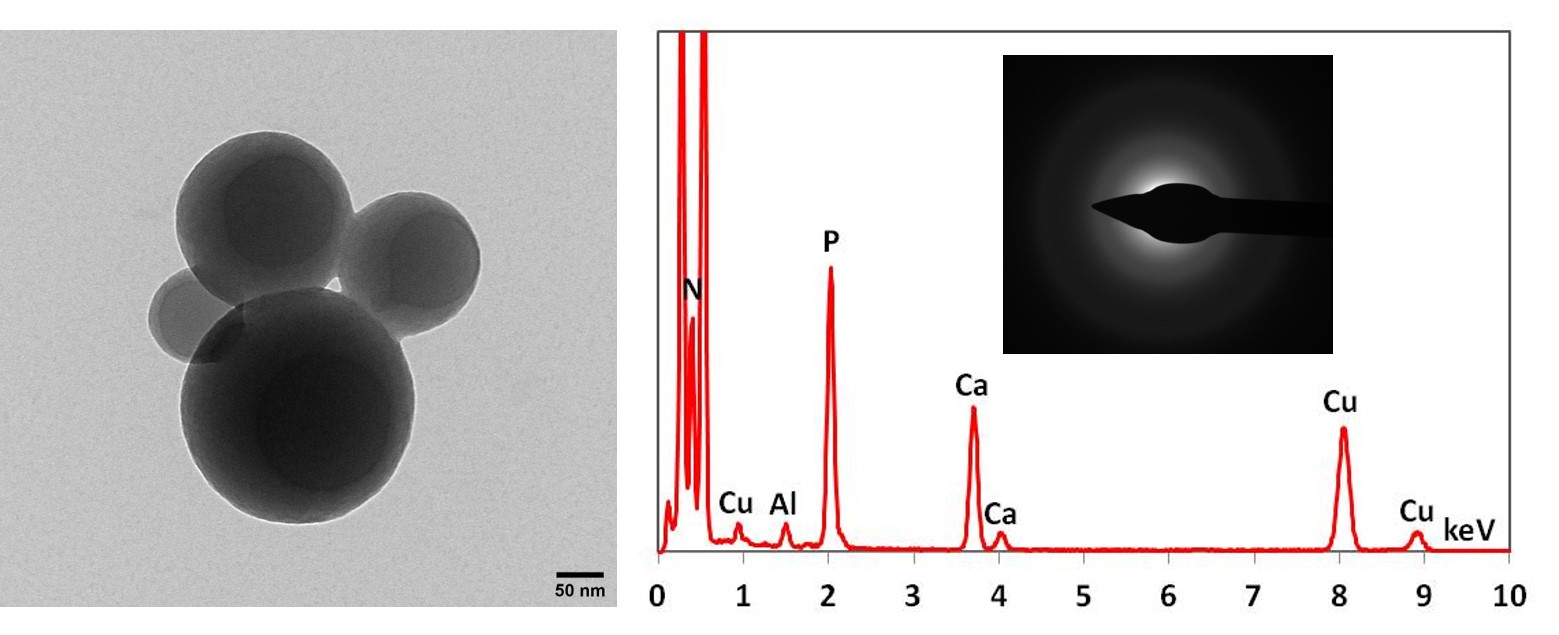 PAR-Ca spheres formed after incubation of the polysaccharide poly (ADP ribose) with calcium ions. The EDX spectrum shows peaks for PAR-bound calcium, the phosphorus peak is derived from the pyrophosphate groups of PAR. The SAED shows the amorphous nature 