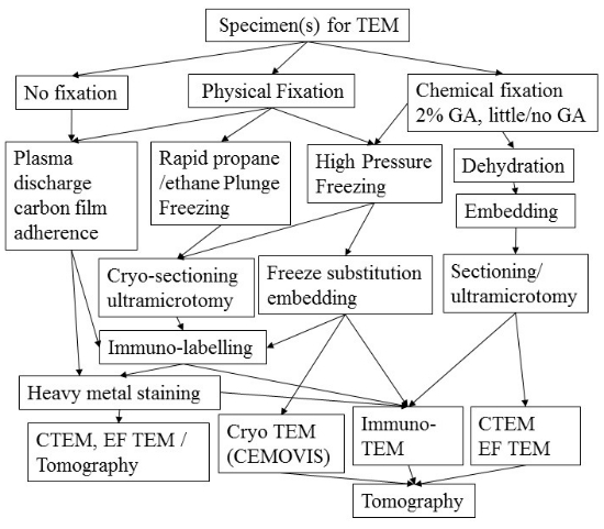 Schematic diagram of TEM strategies