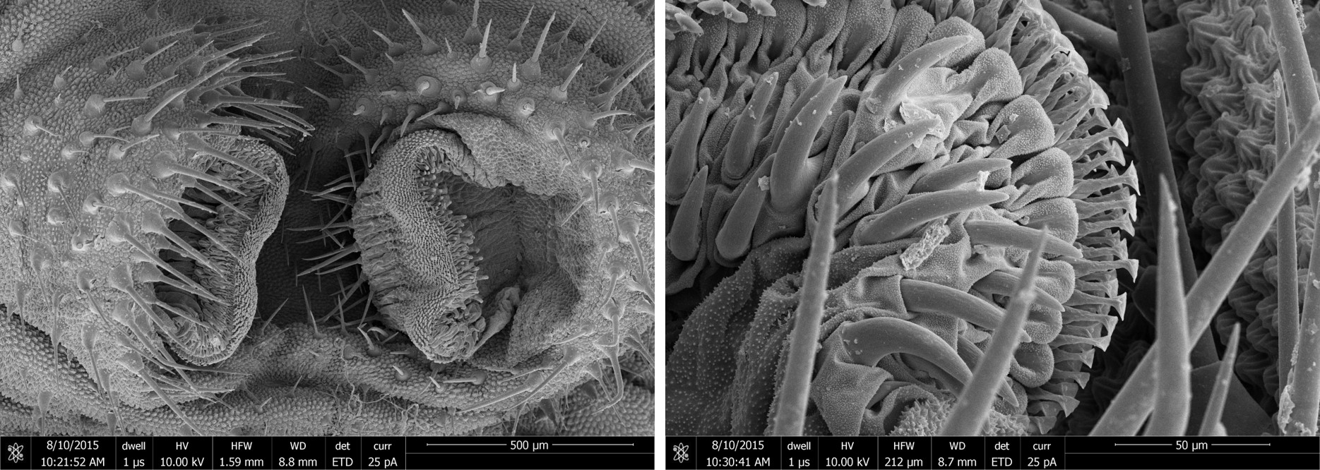 Caterpillar Bicyclus anynana, SEM of attachment structures (Simon Chen, Prof. Walter Federle Group, Dept. of Zoology, Cambridge)