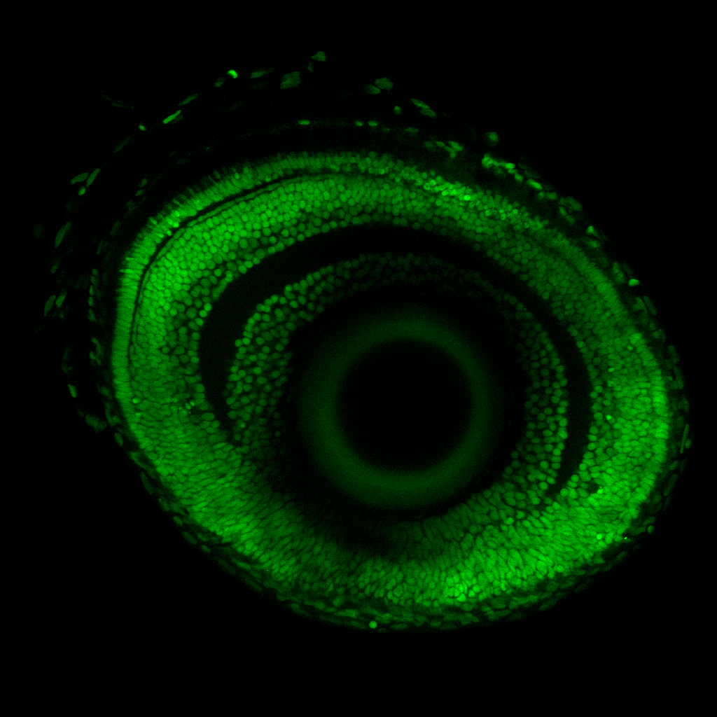 Half way through a developing Zebrafish eye imaged using our 2-photon microscope.