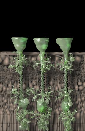 An artistic view of Müller glial cells (green), which, MacDonald et al. reveal, act like springs to mechanically protect vertebrate retina. Image by Effigos AG.Image © 2015 MacDonald et al.