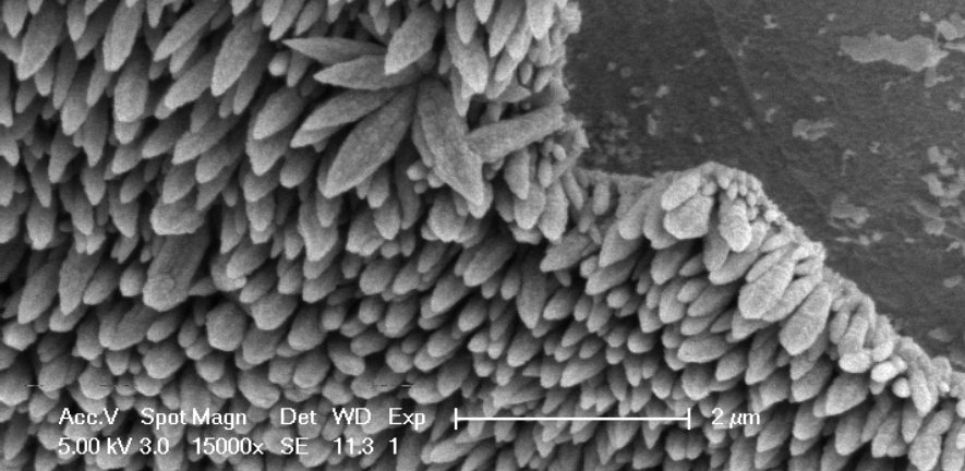 ZnO nanowires partly liberated from their synthesis template (SEM)