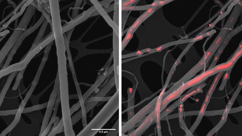 Carbon nanotubes imaged in SE-mode (left) showing their smooth surface topography. The image on the right is an overlay of this SE-image with the BSc image (red) revealing areas of high Z inside the CNTs. EDX showed this to be the iron catalyst used durin