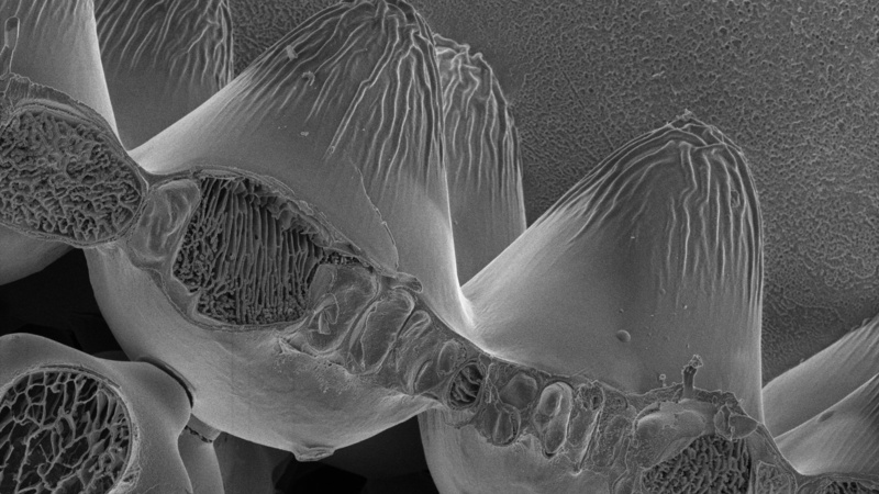 Geranium petal, surface plus fracture at the petal base (Karin Müller, CAIC, Cambridge)