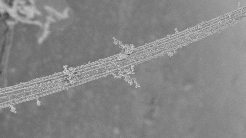 Mechanosensory bristle