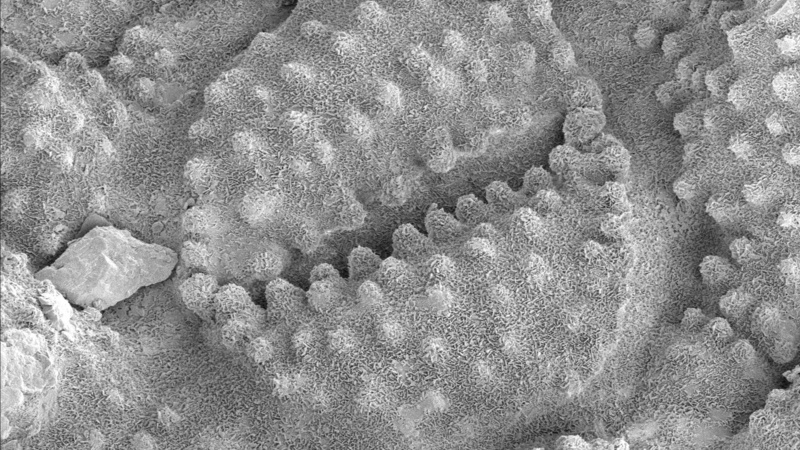 Horsetail, stomata and wax on the leaf surface (Karin Müller, CAIC, Cambridge)