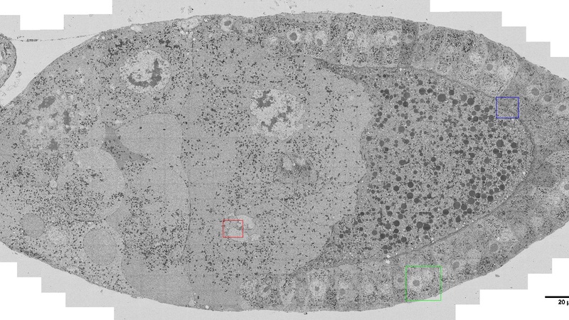 the area of the nurse cells to the left and the regular row of follicle cells to the right enclosing the developing oocyte. The areas in the coloured insets are shown in more detail below.