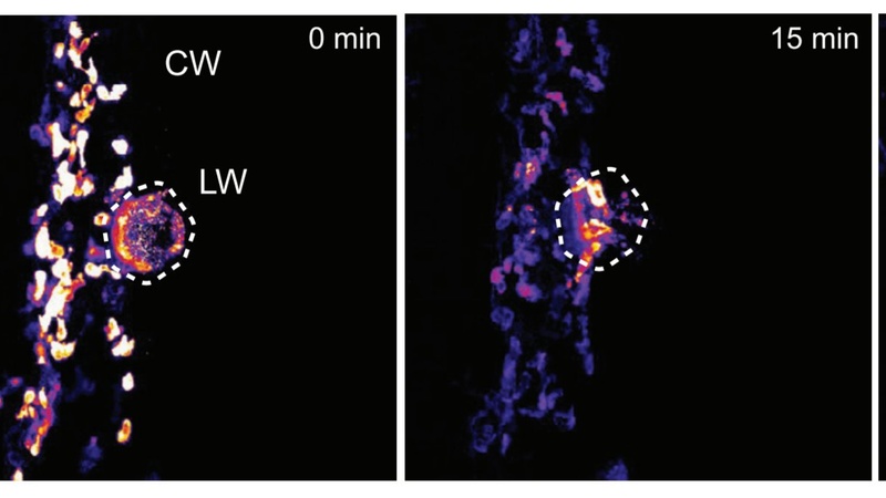 Two-photon ablation and imaging. See Fig. 1