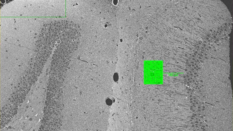Overview map of part of a mouse hippocampus. A mapping area was defined 100 µm from the pyrimidal cell bodies of the hippocampal CA1 region. 
