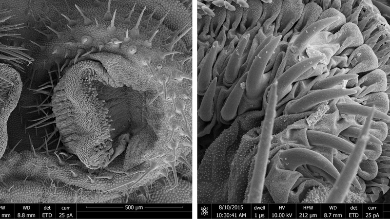 Caterpillar Bicyclus anynana, SEM of attachment structures (Simon Chen, Prof. Walter Federle Group, Dept. of Zoology, Cambridge)