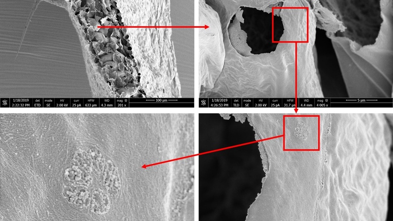Scanning electron micrographs of a critically point dried (CPD) leaf from an Arabidopsis thaliana plant after dry fracturing. Tissue level organisation can be observed (top left panel), as well as submicron detail, such as the plasmodesmata pitfields in t