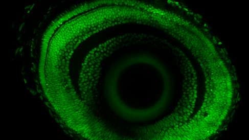 New 2-photon microscope installed