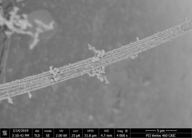 Mechanosensory bristle