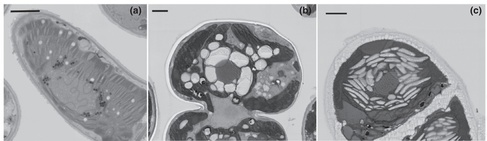 SEM blockface imaging - see Fig. 3