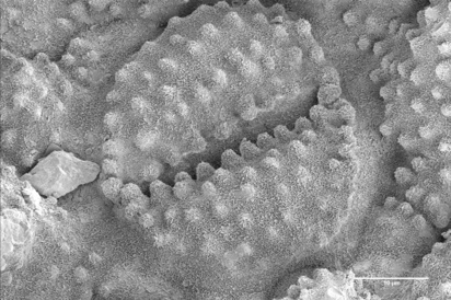 Horsetail, stomata and wax on the leaf surface (Karin Müller, CAIC, Cambridge)