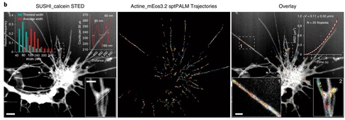 STED and PALM. See Fig. 3