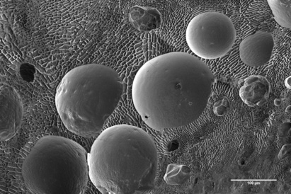 Curdled milk (fractured) showing round milk fat globules within a water/solute matrix (Karin Müller, CAIC, Cambridge)