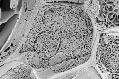 Plantain stem (fractured) showing cell walls and cell interior with various organelles and delineating membranes (Karin Müller, CAIC, Cambridge)