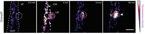 Two-photon ablation and imaging. See Fig. 1