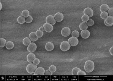 Nanoparticles with a polydopamine shell and an empty core designed for drug delivery. Melanin is a natural pigment with diverse roles in various organisms. Polydopamine NPs are a synthetic mimic of naturally occurring melanin and are studied for tissue en