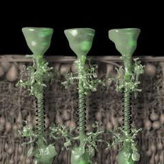 New publication in JCB includes CAIC ablation data