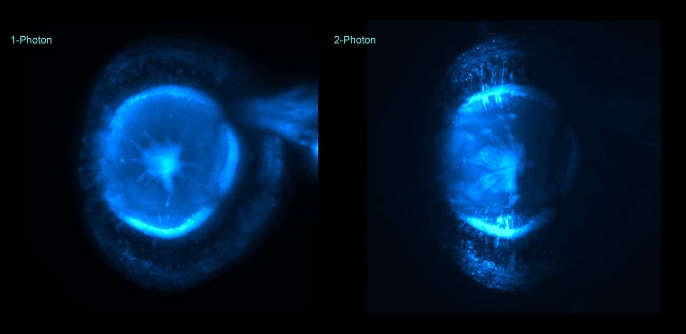 Zebrafish eye imaged with CAIC's light sheet microscope, comparison between 1p and 2p excitation